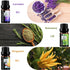 Fresh Essential Oils Set, 6x10ml Aromatherapy Oil Gift Kit for Diffuser, Fragrance, Humidifiers, Air Purifier- Tea Tree, Bergamot, Rosemary, Laven...