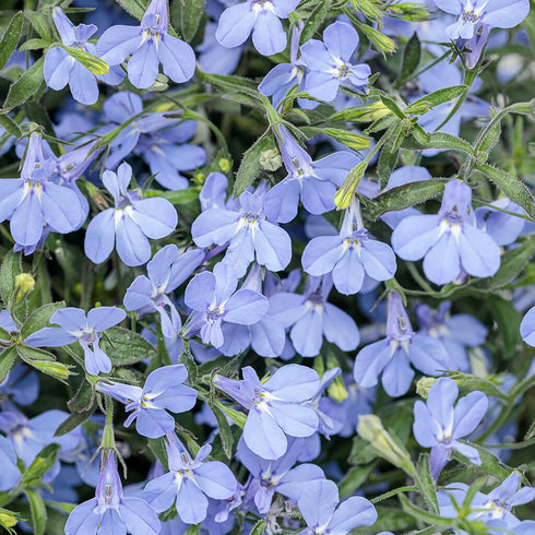 200Pcs Blue Splash Lobelia Seeds Lobelia Erinus Non-GMO Hanging Baskets Window Boxes & Ground Cover Rock Garden by YEGAOL Garden...