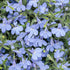 200Pcs Blue Splash Lobelia Seeds Lobelia Erinus Non-GMO Hanging Baskets Window Boxes & Ground Cover Rock Garden by YEGAOL Garden...