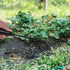 Weed Puller Tool, Uprooting Weeding Tools Gardening with 4 Teeth, Black Steel Manual Weeder Multifunctional Hand Weed Remover Tool for Yard, Farm,...