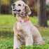 Reflective Dog Collar,Soft Neoprene Padded Breathable Nylon Pet Collar Adjustable for Large Dogs, Orange, Large...