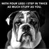 Pride and Groom The Swipe – Soothing Coat Grooming Dog and Pet Wipes with Signature Scent for Quick Cleaning & Deodorizing Face, Paw, Fur in Betwe...