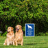 Dogs Contained by Invisible Fence Signs 10" x 7" Beware Of Dog Signs Dog Warning Signs Metal Reflective Rust Free Aluminum UV Protected Waterproof...