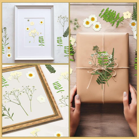 Fabbay 200 Pcs Dried Pressed Flowers Real Dry Natural Flower Leaf Dried Flowers for Resin Pressed Flower Kit for Plant Herbarium Scrapbooking DIY ...
