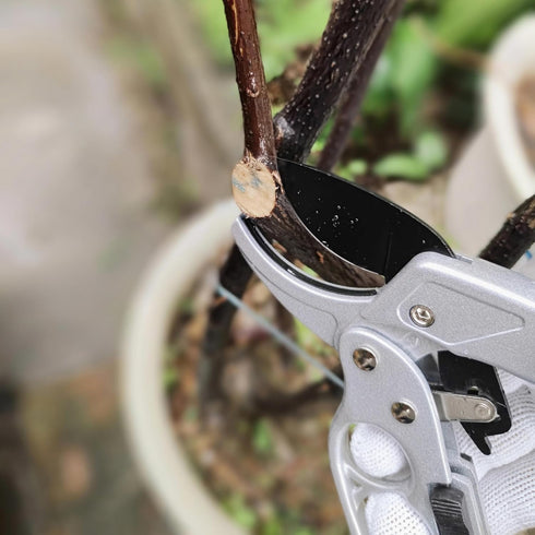 Fruit tree gardening scissors Pruning Shears for Gardening Garden Hand Shears Professional Bypass Pruner Hand Shears Heavy Duty Pruners for Garden...