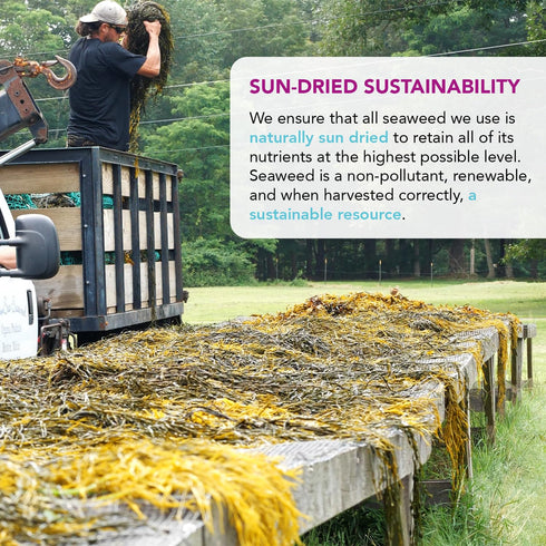 VITAMINSEA Dulse Dried Seaweed | Wild North Atlantic Seaweed for Snacking, Seasoning, Soups & Salads | Rich in Vitamins, Minerals & Antioxidants P...