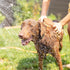 Dog Bath Brush Pet Shampoo Handle Bath Brush with Massage Points Dog Grooming/Washing/Massaging Wooden Brush Natural Bristle Dog Brush Removal Loo...
