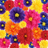 Geyee 18 Pcs Mexican Paper Flowers Colorful Fiesta Tissue Paper Flowers Pom Poms Mexican Carnival Paper Flowers for Floral Party Backdrop Wedding ...