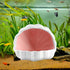 AnRui Cute Betta Fish Tank Decor Ceramic Conch Shell-Shaped House Thematic Hideout Cave for Fish Playing or Hiding Underwater World Aquarium Backg...