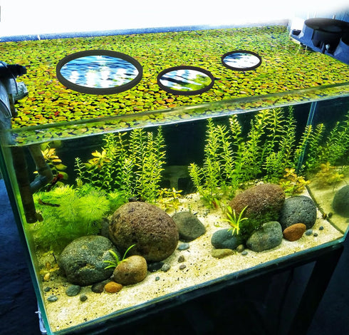 6pcs Fish Feeding Rings, Aquarium Floating Plant Rings, Round & Square Fish Feeder Rings Floating Plant Corral Fish Tank Plant Ring for Bettas, Go...