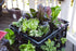L121212 Smart Pot Milk Crate Liner, 12" x 12" x 12", Black...