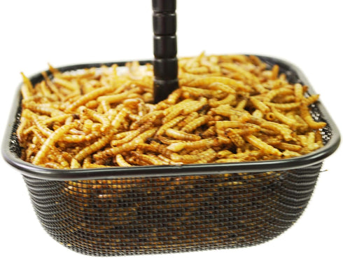 Mealworms Bird Feeder | 5 x 5 inch Powder Coated Mesh Bowl with Adjustable Stainless Steel Roof...