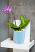 Self Watering Orchids Pot - Plant Pots Ideal for Orchid Flower - Drainage and Water Level Indicator - Planter Pot with Self-Watering Feature(5.5 "...