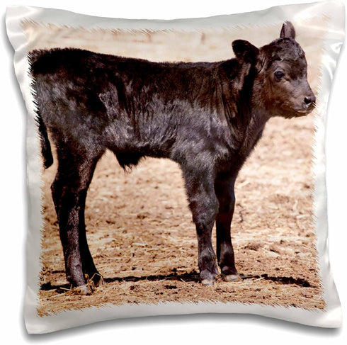 3dRose pc_140260_1 Black Angus Cow Standing in Pasture Na02 Pwo0002 Piperanne Worcester Pillow Case, 16" x 16"...