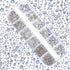 Dowarm 2650PCS Glue Fix Glass Flat Back Crystal Rhinestones, 6 Sizes 1.5mm 2mm 2.8mm 4mm 4.8mm 6.5mm, Non Hotfix Flatback Crystals for Crafts Nail...