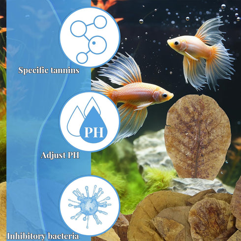 50 Pcs Large Catappa for Fish,5-8 Inch, Indian Almond Leaves Creates Native Environment, Catappa Leaves Beta Fish Leaf for Aquarium Shrimp Tank De...