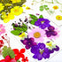 92 Pcs Purple Dried Pressed Flowers Real Natural Leave Petals for DIY Resin Candle Jewelry Nail Crafts...