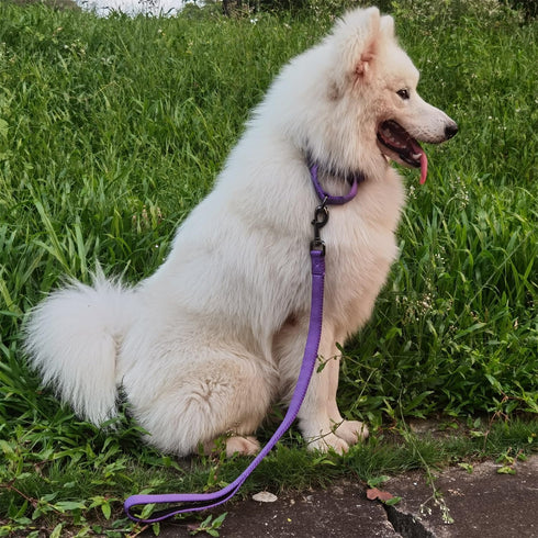 Advanced Dog Short Leash 24 Inches with Sturdy Nylon and Soft Padded Handle Lead for Large Medium Breed Dogs Daily Use Walking,Training etc (24 In...