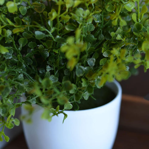 WHW Whole House Worlds Realistic Faux Baby Oregano, Potted Plant, Houseplant, Kitchen, Lushly Leafed, White Pot, Plant Diameter is 6 Inches x 9 3/...