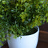 WHW Whole House Worlds Realistic Faux Baby Oregano, Potted Plant, Houseplant, Kitchen, Lushly Leafed, White Pot, Plant Diameter is 6 Inches x 9 3/...