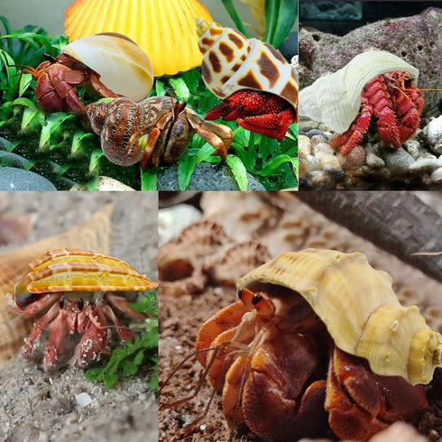 Hermit Crab Shells Turbo Shells 12+pcs Assorted Turbo Shells Handpicked Hermit Crab House…...