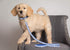 Pets First Collegiate Pet Accessories, Dog Leash, Kentucky Wildcats, Large...