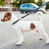 NFL PET Leash Dallas Cowboys Dog Leash, Medium Football Team Leash for Dogs & Cats. A Shiny & Colorful Cat Leash & Dog Leash Licensed by The NFL...