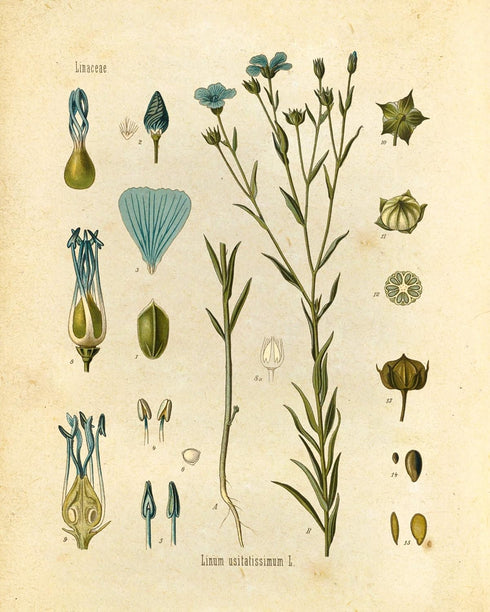 Ink Inc. Botanical Prints Wildflower Prints Floral Wall Art - Set of 6-8x10 - Unframed...