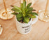 Silver Buffalo The Office World's Best Boss Decorative Artificial Faux Greenery Plant in Ceramic...