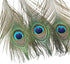 12 PCS Real Natural Peacock Eye Feathers 10-12 inch for DIY Craft, Wedding and Holiday Decorations...