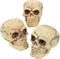 Fun Express Small Skulls for Halloween - Set of 3 - Use for Shrunken Heads and Scary Home Decor...