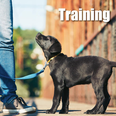 Whole Life Pet Mini Ones - Chicken Treats for Small Dogs or Training Treats for Any Size Dog, Human Grade, One Ingredient, Made in The USA...