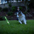 Chuckit! Max Glow Ultra Fetch Stick Outdoor Dog Toy, 12 Inches, for All Breed Sizes...
