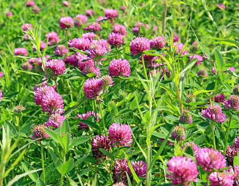 Health Embassy Red Clover Flower | Trifolium Pratense L | 100% Natural (50g)...