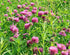 Health Embassy Red Clover Flower | Trifolium Pratense L | 100% Natural (50g)...