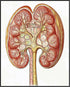 Posterizer 1 pcs-anatomical illustration of the human kidney 2-Teachers & Classrooms-Abstract & Modern Art-School and classroom art- unframed wall...