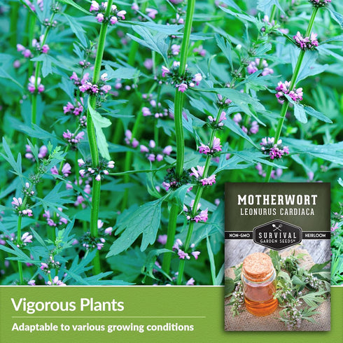Motherwort Seed for Planting - 1 Packet with Instructions to Plant and Grow Lion's Tail Medicinal Herbs in Your Home Herb Garden - Non-GMO Heirloo...