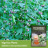 Motherwort Seed for Planting - 1 Packet with Instructions to Plant and Grow Lion's Tail Medicinal Herbs in Your Home Herb Garden - Non-GMO Heirloo...