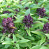 CHUXAY GARDEN Siam Queen Thai Basil Seed 30 Seeds Ocimum Basilicum Herb Plant Edible Slightly Spicy Basil Perennial Seasoning Culinary Plants...