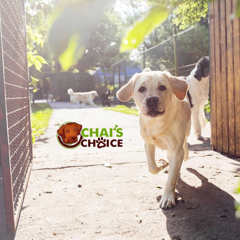 Chai's Choice Dog Collar Medium (Army Green) | Comfortable & Stylish Pet Collar with Adjustable Strap Neoprene Padded | No-Choke & Quick Release |...