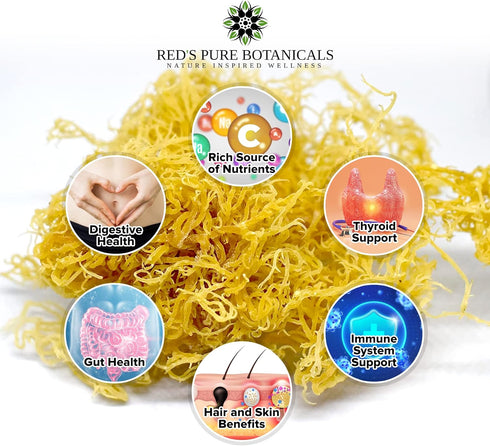 Wildcrafted Sea Moss - Healthy Irish, Raw Sea Moss from Rocks & Sea Beds of St. Lucia - 4oz Dry Makes 60-80oz Seamoss Gel - Hand-Harvested, Vegan ...