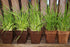 CP3-12 3-Inch CowPots, 12-Pack...