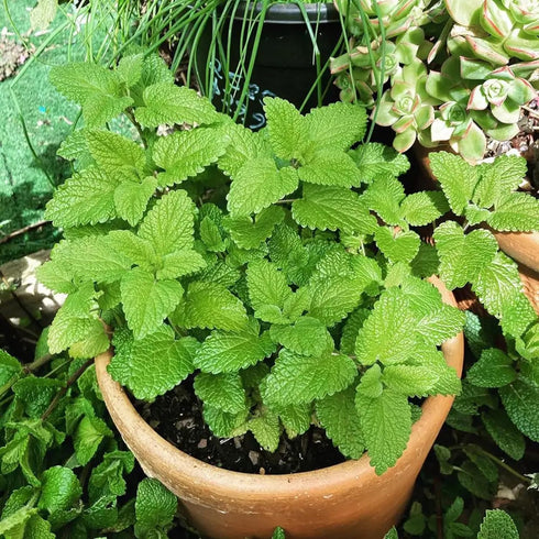 CHUXAY GARDEN Melissa Officinalis Seed 300 Seeds Perennial Herb Plant Lemon Balm Edible Seasoning Culinary Plants Robust Flavor Highly Fragrant Gr...