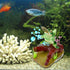Saim Lucky Coin Frog Toad Air Bubbler Decorations, 4x2.7x3.3in Resin Sculpture Ornament for Aquarium...