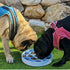 Silicone Slow Feeder Dog Bowls for Small Dogs/Medium Sized Dog - Slow Feeder Cat Bowl Wet Food/Dry Food - Cat Slow Feeder Bowl - Slow Cat Feeder B...