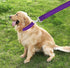 6 FT Strong Dog Leash, Nylon Dog Leashes for Small Medium Large Dogs...
