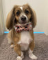 Elegant little tail Dog Collar with Bow - Fall Dog Collar Halloween Pumpkin Bow Girl Boy Pet Collar Soft Dog Bowtie Collars for Large Dogs...
