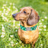 Maca Bates Clover Dog Collar Comfortable Soft St.Patrick's Day Dog Collar with Metal Buckle Adjustable for Small Medium Large Dog Lucky Clover Pet...
