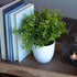 WHW Whole House Worlds Realistic Faux Baby Oregano, Potted Plant, Houseplant, Kitchen, Lushly Leafed, White Pot, Plant Diameter is 6 Inches x 9 3/...