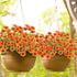 MACTING 6 Bundles Artificial Fall Flowers, UV Resistant Fake Mums, Faux Thanksgiving Flowers for Vase Window Planters Patio Porch Home Indoor Outd...